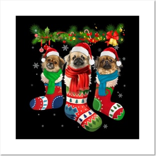 Three Tibetan Spaniels In Christmas Socks Posters and Art